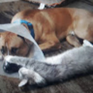 Meet your Posher, Zaydrian